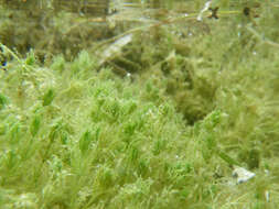 Image of Common Stonewort