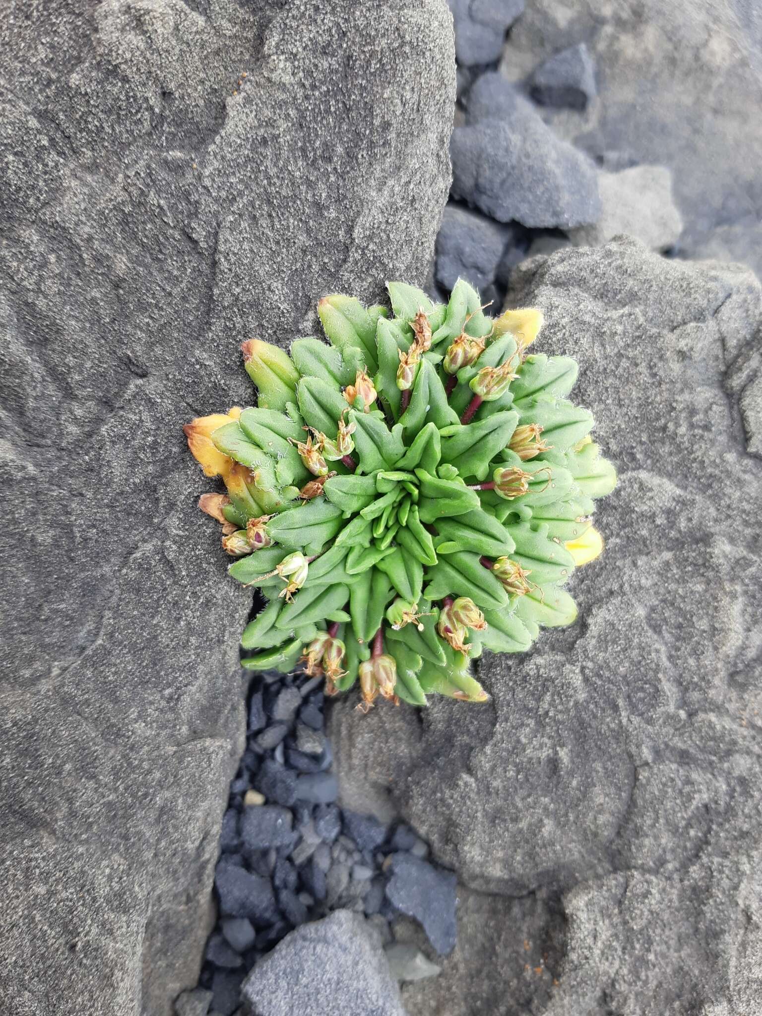 Image of Plantago triantha Spreng.