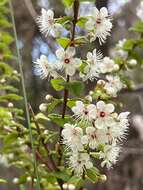 Image of Hypocalymma cordifolium Schau.