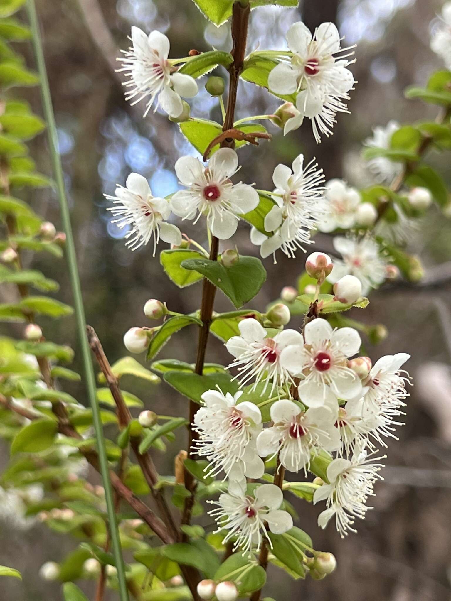 Image of Hypocalymma cordifolium Schau.