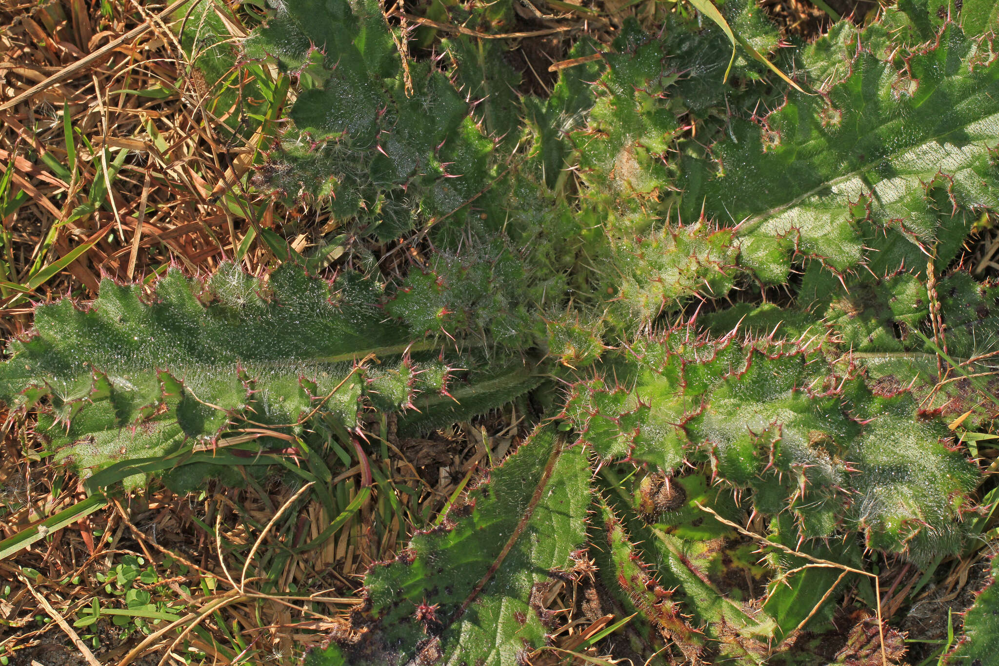 Imagem de <i>Cirsium <i>horridulum</i></i> var. horridulum