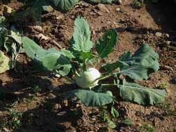 Image of kohlrabi