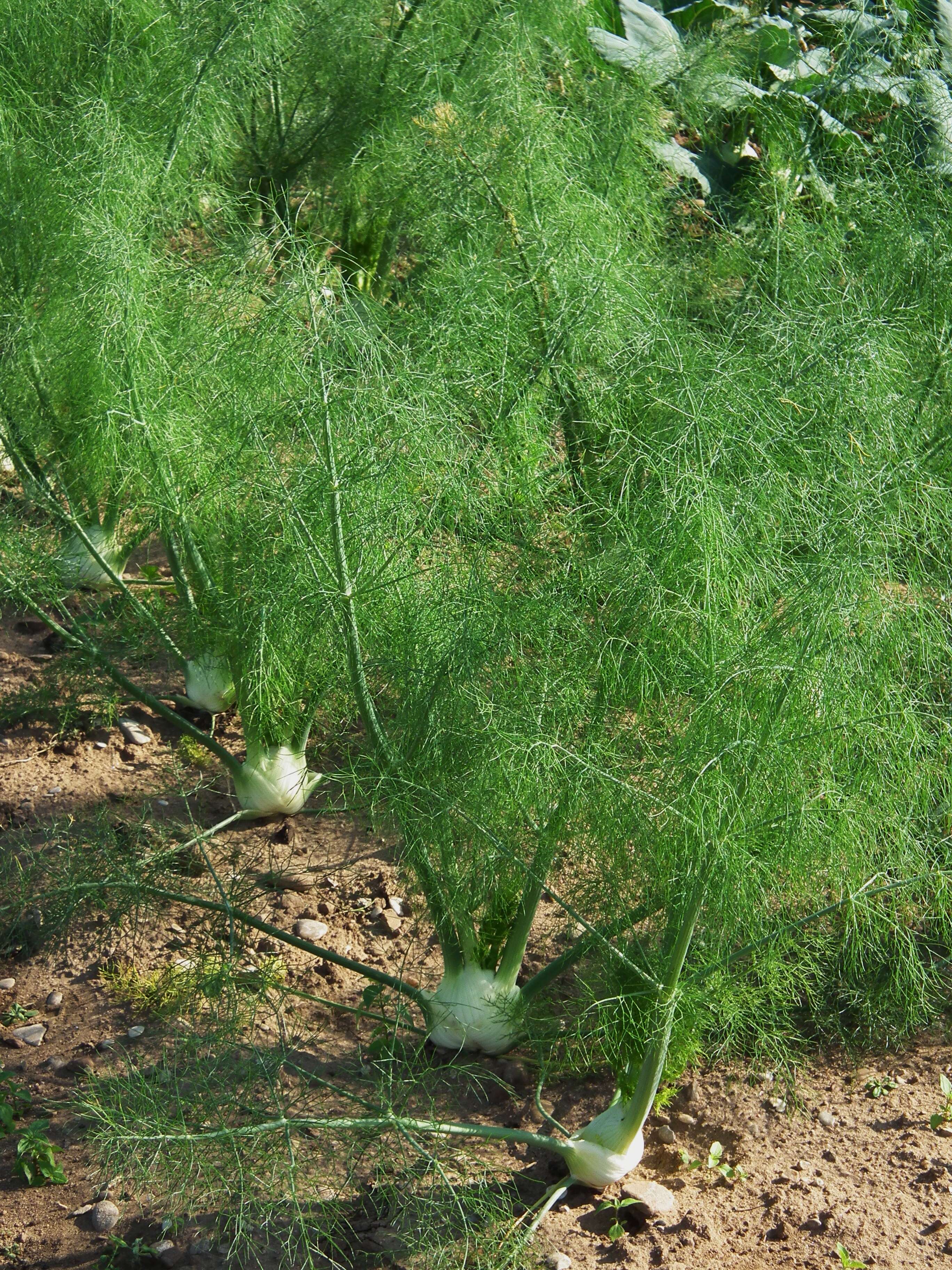 Image of fennel