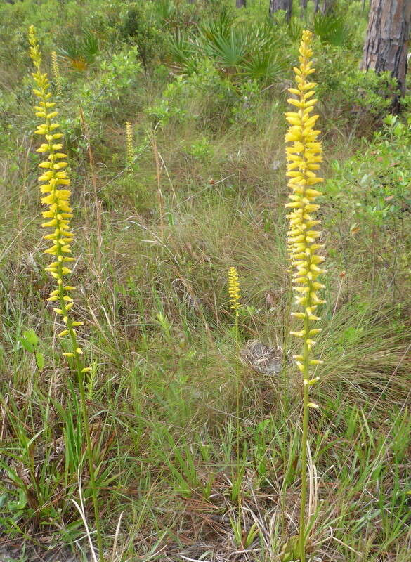 Image of yellow colicroot