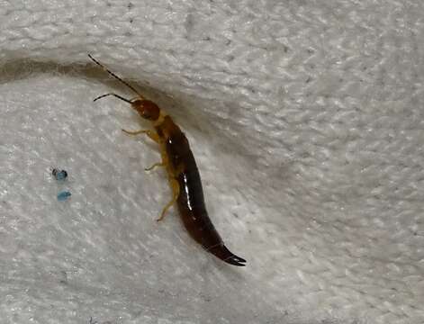 Image of Ringlegged earwig