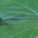 Image of bi-coloured damsel