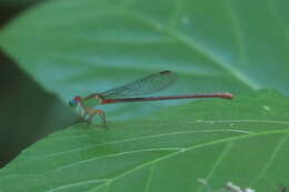 Imagem de Ceriagrion cerinorubellum (Brauer 1865)