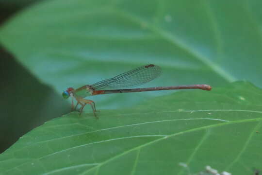 صورة Ceriagrion cerinorubellum (Brauer 1865)