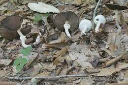 Image of Agaricus butyreburneus Kerrigan, Guinb. & Callac 2016