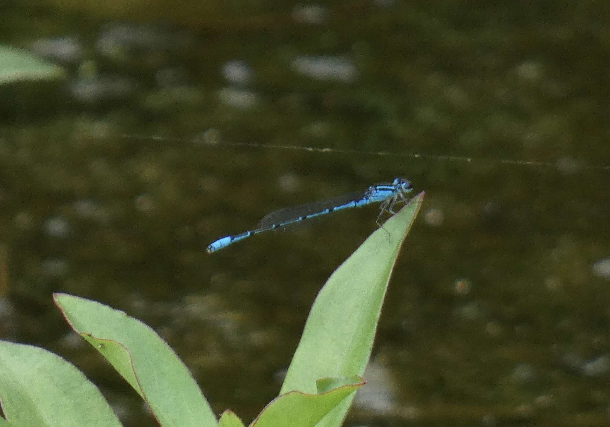 Sivun Acanthagrion temporale Selys 1876 kuva