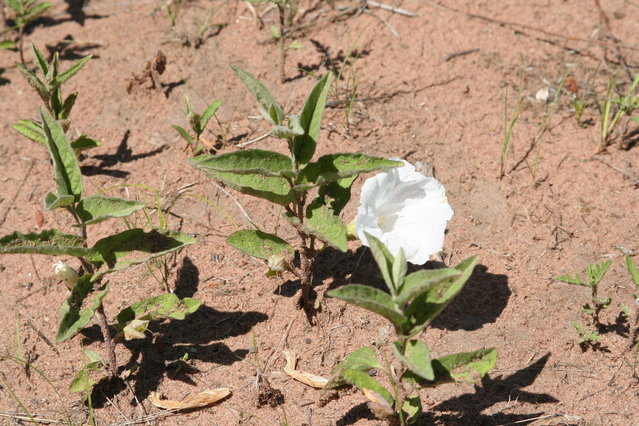 Image of low false bindweed