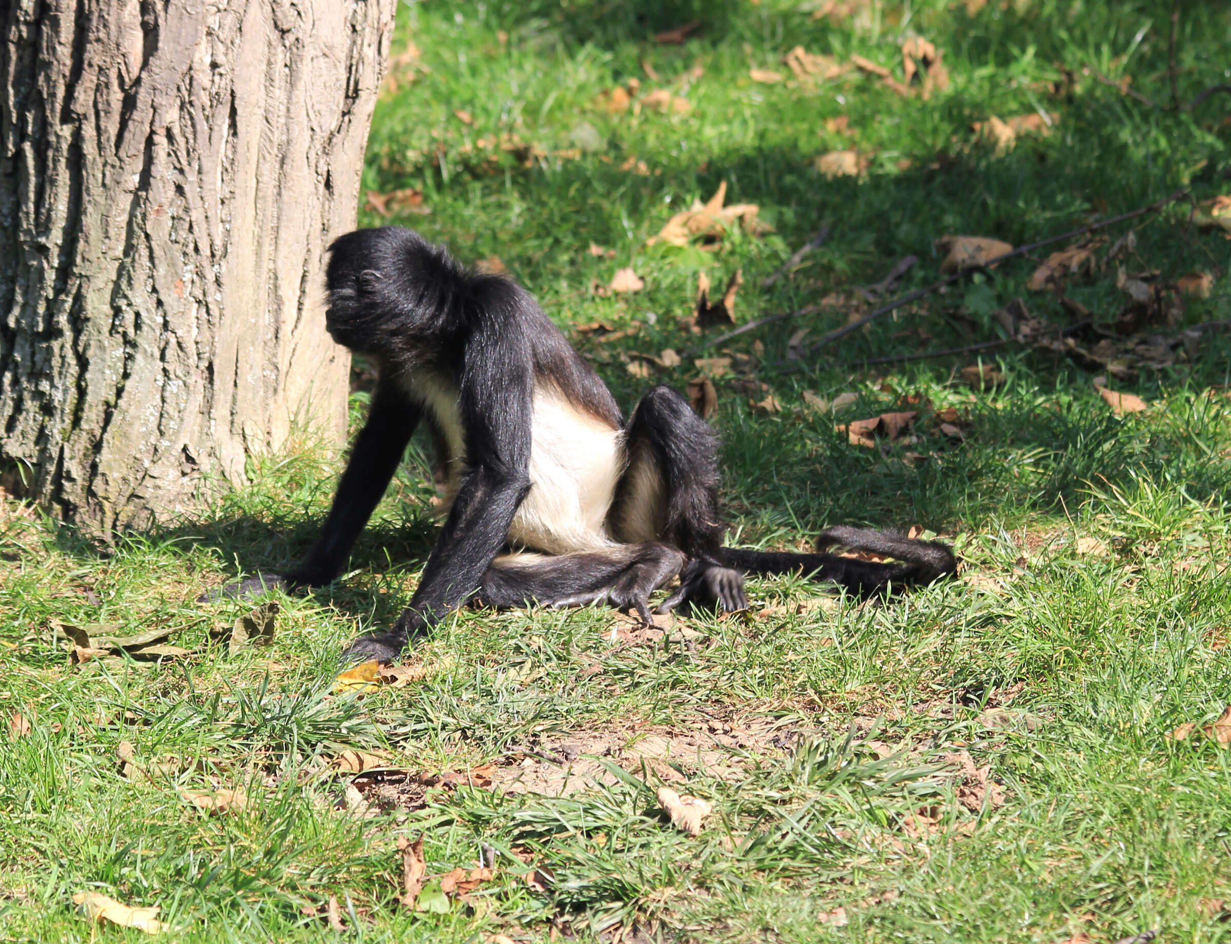 Image of Black-handed Spider Monkey