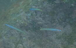 Image of Lyre-tail dart goby