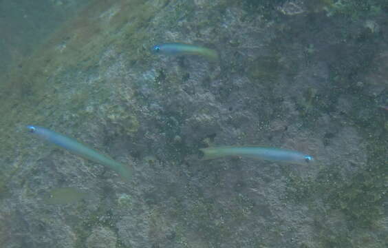 Image of Lyre-tail dart goby