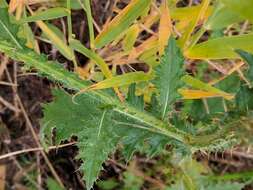 Image of curly plumeless thistle