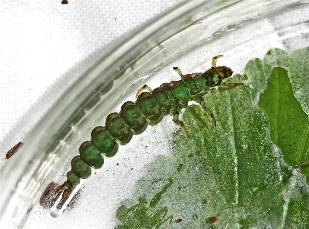 Image of free-living caddisflies