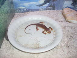 Image of California Newt