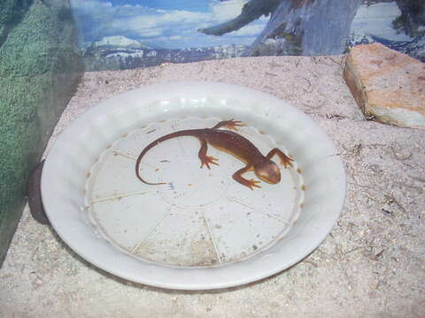 Image of California Newt