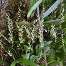 Imagem de Anathallis linearifolia (Cogn.) Pridgeon & M. W. Chase