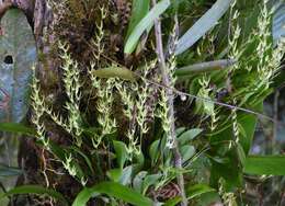 Imagem de Anathallis linearifolia (Cogn.) Pridgeon & M. W. Chase