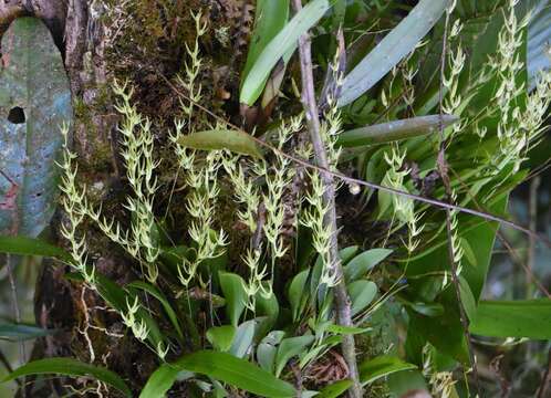 Image of Anathallis linearifolia (Cogn.) Pridgeon & M. W. Chase