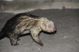 Image of Hairy Dwarf Porcupines