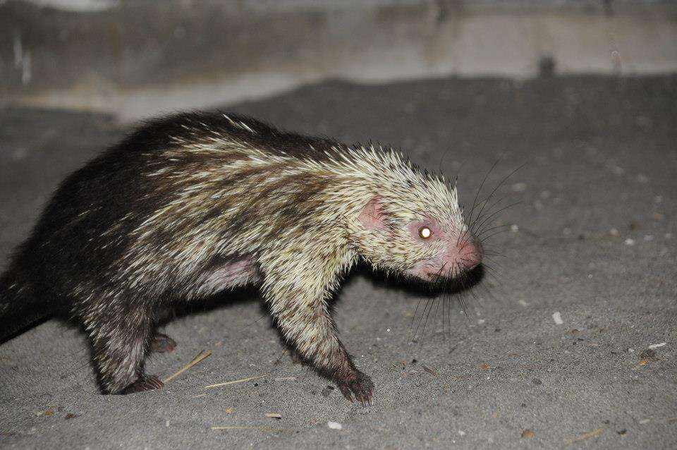 Image of Hairy Dwarf Porcupines