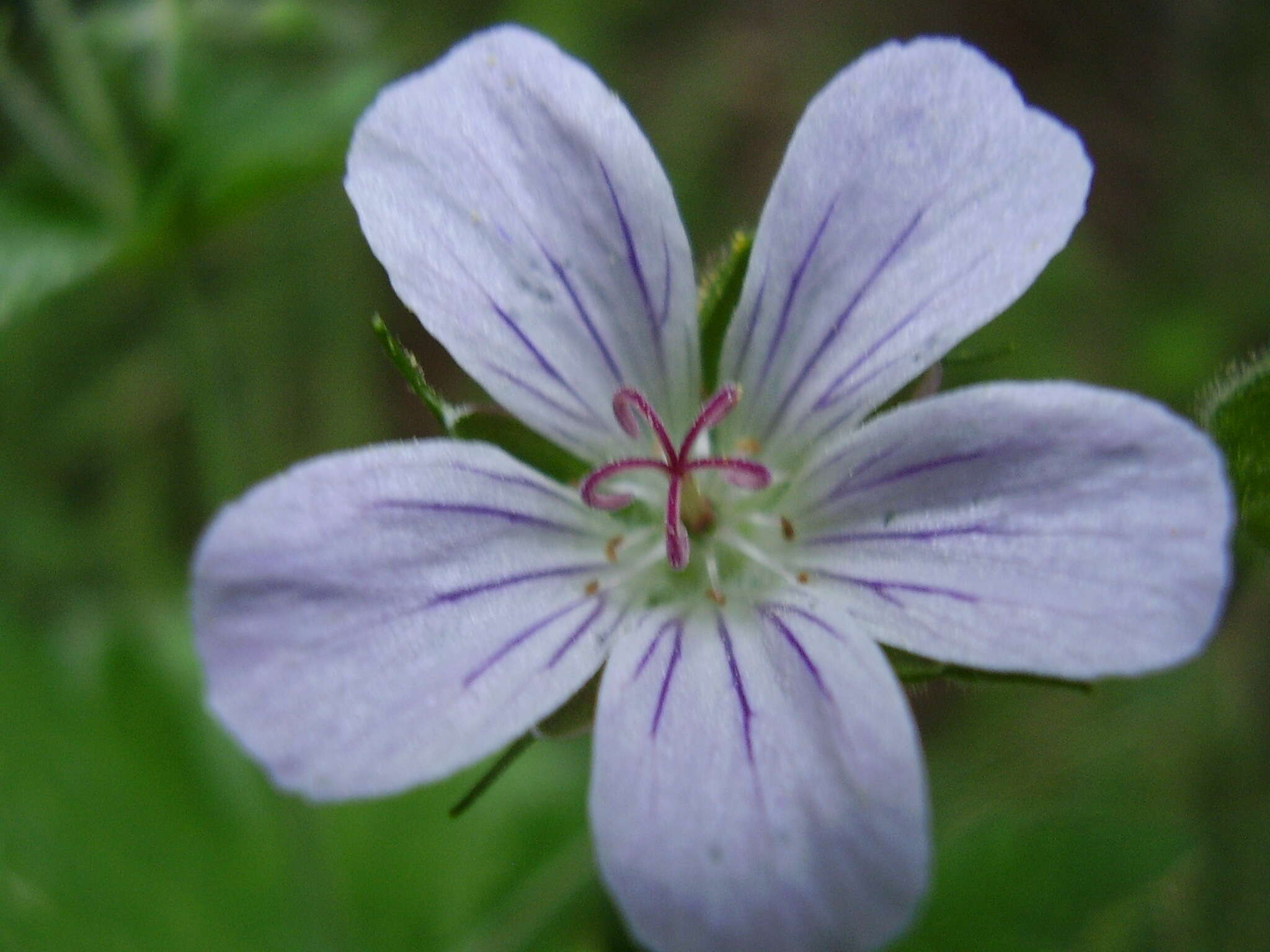 Image of Wood Crane's-bill