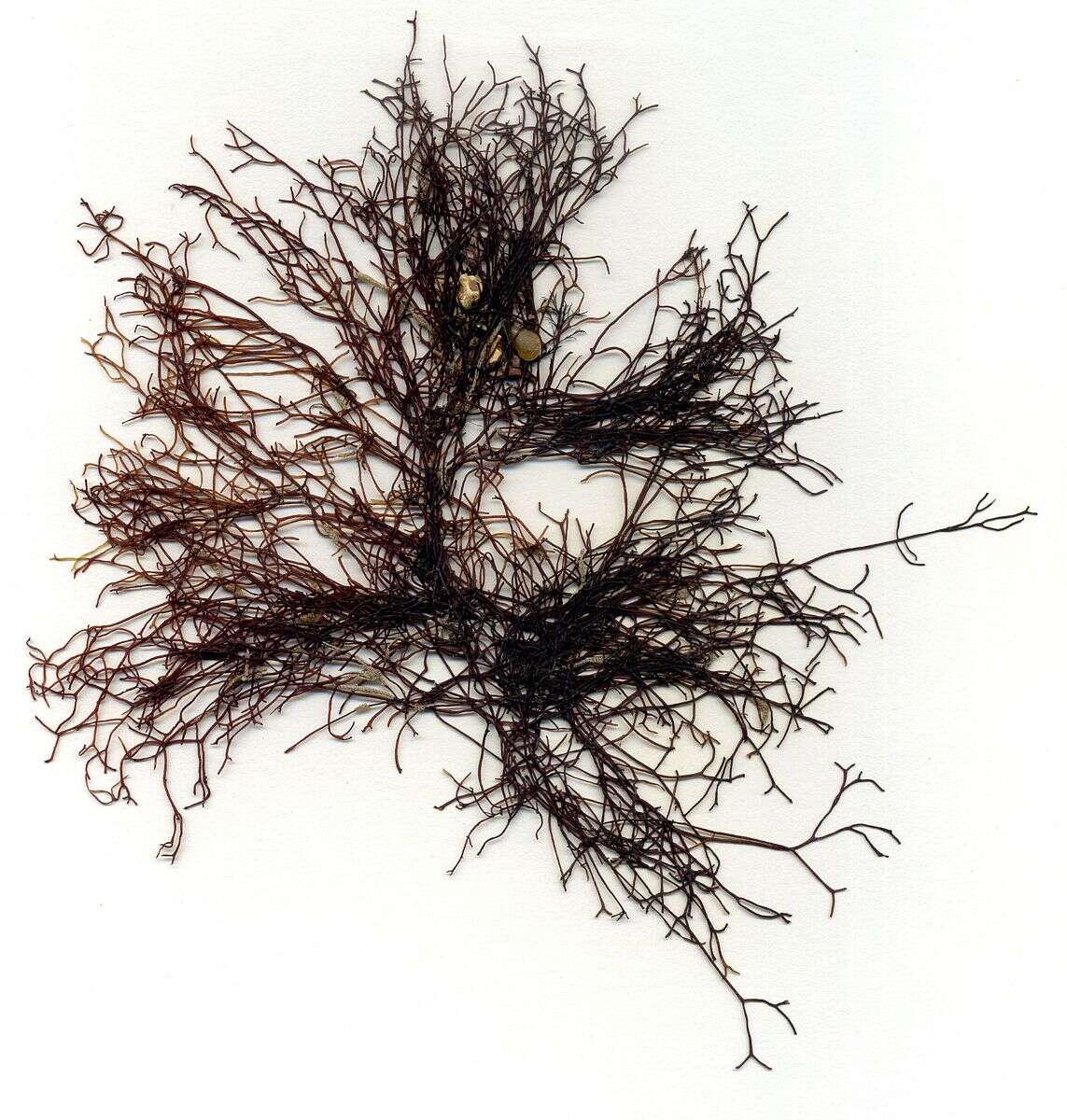 Image of Ahnfeltiophycidae