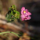 Image of Crested sun orchid