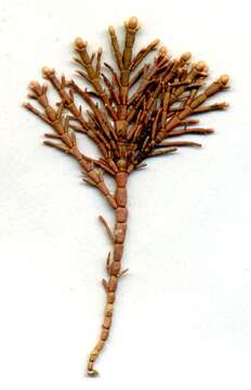 Image of common coral weed