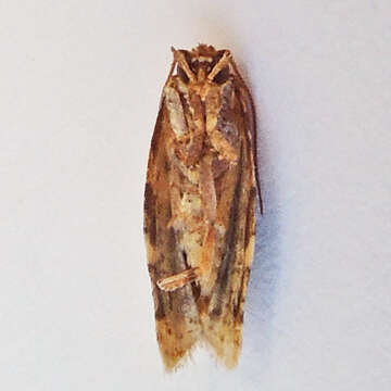 Image of Red-banded Leafroller