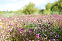 Imagem de Diascia capensis (L.) Britten