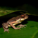 Image of Kelaart’s dwarf toad