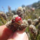 Image of Phylica cylindrica Wendl.