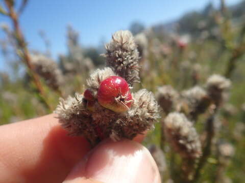 Image of Phylica cylindrica Wendl.