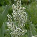 صورة Veratrum californicum var. californicum