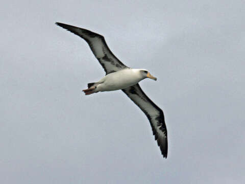 Image of Laysan Albatross