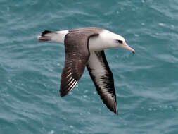 Image of Laysan Albatross