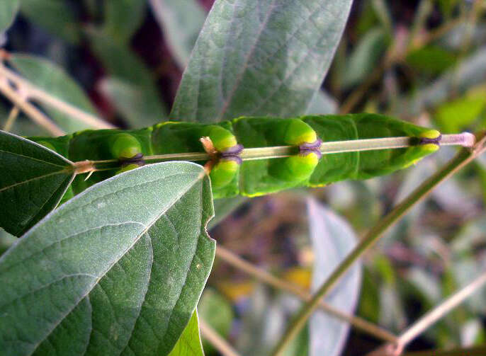 Image of pigeonpea