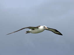 Image of Laysan Albatross