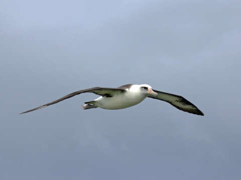 Image of Laysan Albatross