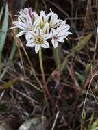 Image of pitted onion