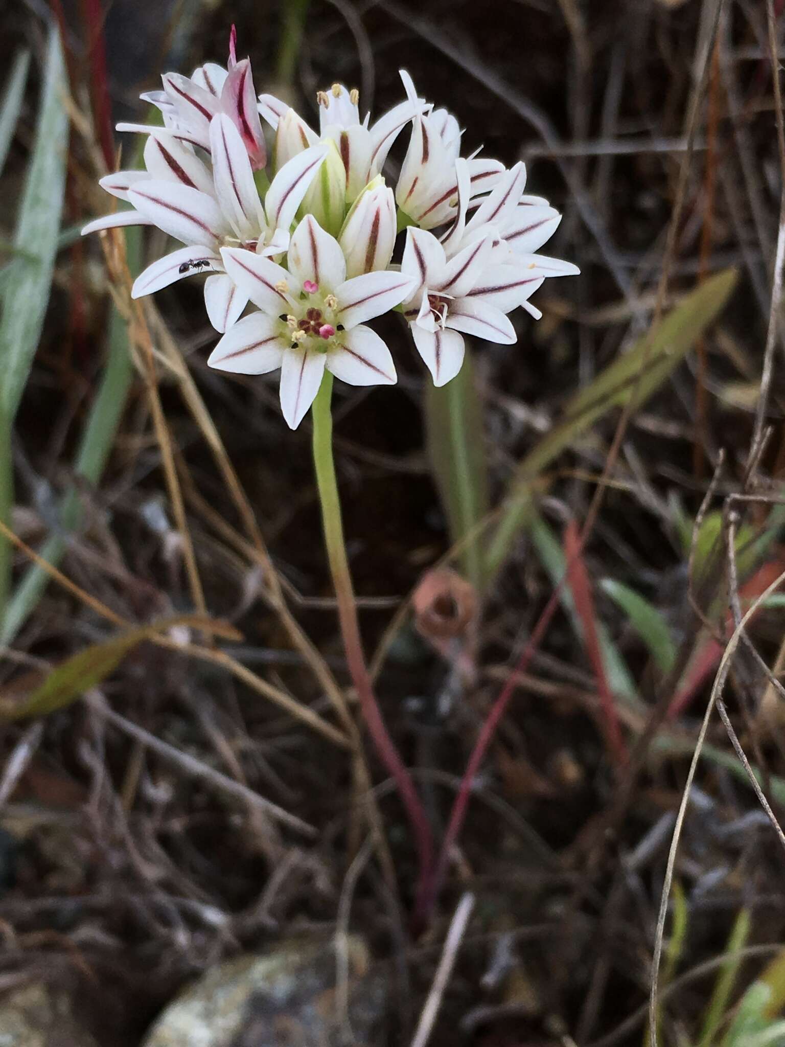 Image of pitted onion