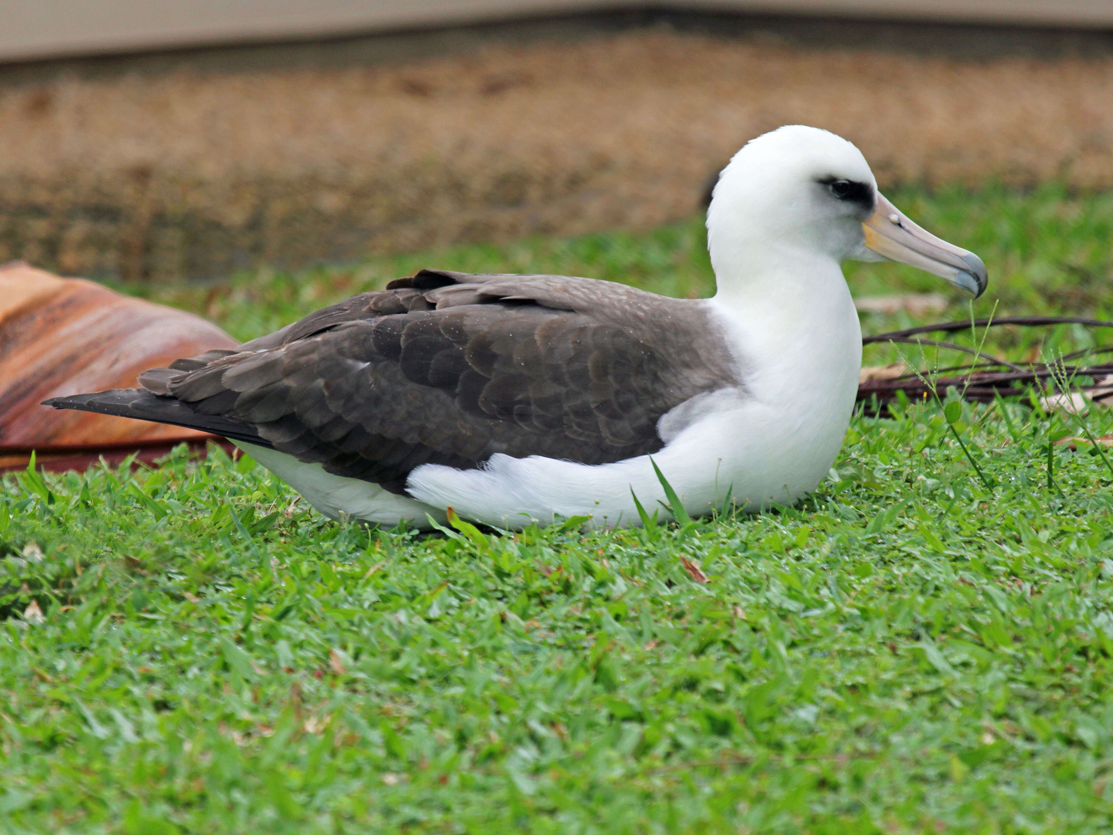 Image of Laysan Albatross
