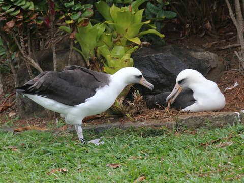 Image of Laysan Albatross