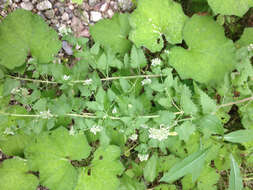 Image of Catnip