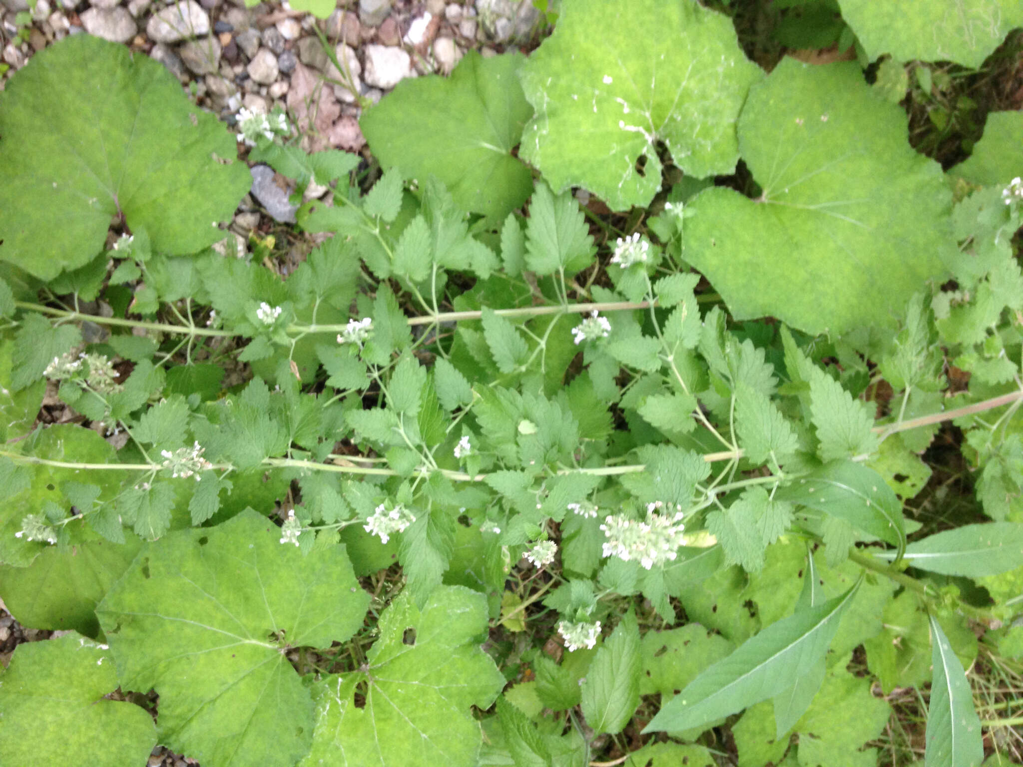 Image of Catnip