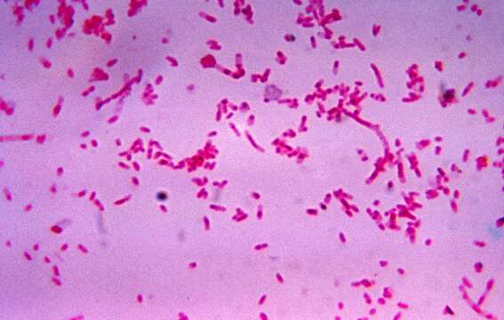 Plancia ëd Fusobacteriaceae