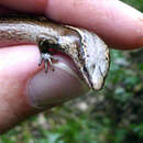 Image of Brown Skink